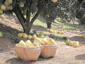 广东“三农”领域广大党员干部群众干劲倍增、信心满满