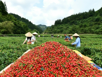 订单产业映红“丰收景” 红火辣椒点亮“致富路”