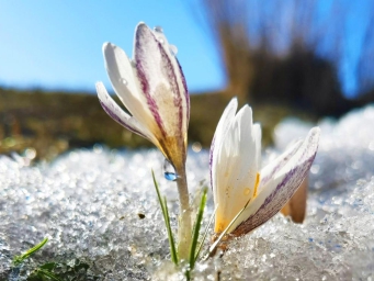 'First flower of spring' blooms in Xinjiang