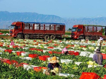 甘肃张掖：夏菜丰收供应市场