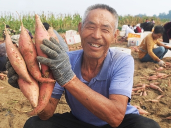 河北省新乐市岸城村：收获忙