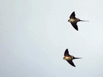 东北的燕子，真是冻死的？