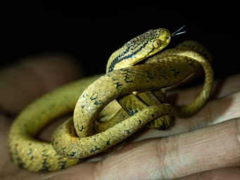 安徽发现无毒蛇新物种