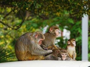 贵阳市森林公园：猕猴惬意享秋日暖阳